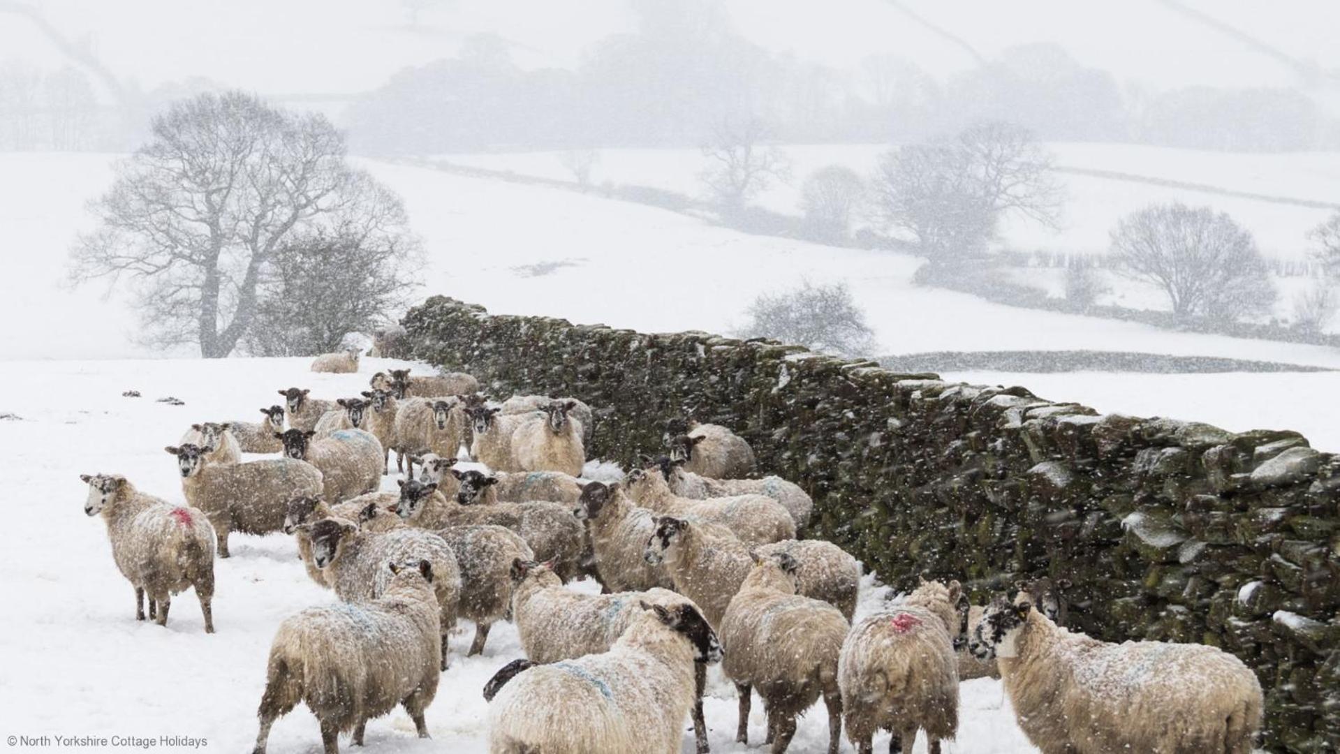 Picturesque Stone Cottage In The Heart Of North Yorkshire Village - Hideaway Cottage 외부 사진